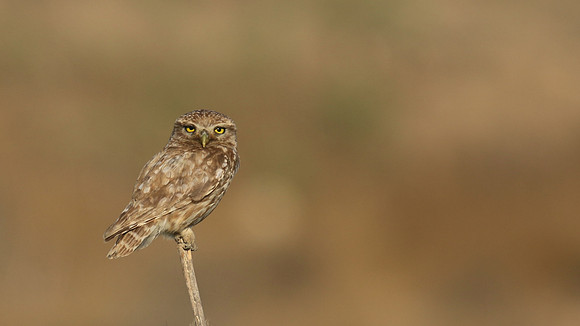 Little Owl (Athene noctua lilith), Larnaca, Cyprus, July 2017