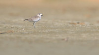 Kentish Plover, Larnaca, July 2017.