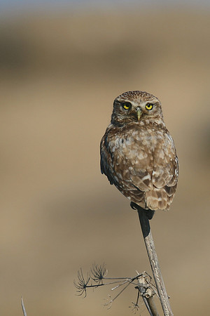 Little Owl (Athene noctua lilith) Larnaca, Cyprus 2017