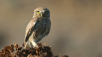 Little Owl (Athene noctua lilith) Larnaca, Cyprus 2017