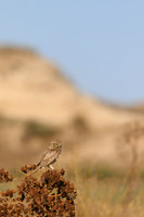 Little Owl (Athene noctua lilith) Larnaca, Cyprus 2017