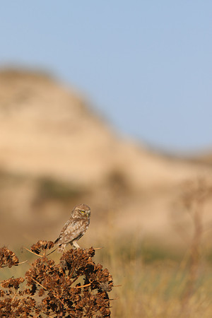 Little Owl (Athene noctua lilith) Larnaca, Cyprus 2017
