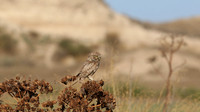Little Owl (Athene noctua lilith) Larnaca, Cyprus 2017