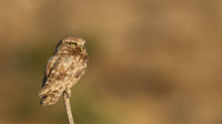 Little Owl (Athene noctua lilith) Larnaca, Cyprus 2017