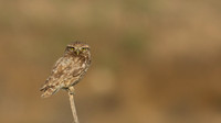 Little Owl (Athene noctua lilith)