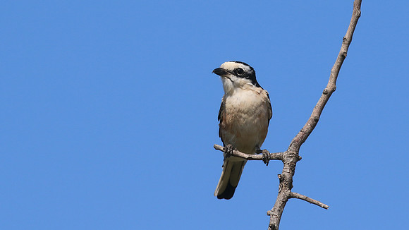 Masked Shrike, Larnaca, July 2017.