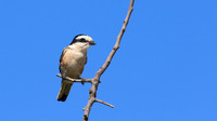 Masked Shrike, Larnaca, July 2017