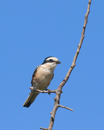 Masked Shrike, Larnaca, July 2017