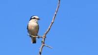 Masked Shrike, Larnaca, July 2017