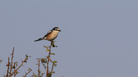 Masked Shrike, Larnaca, July 2017