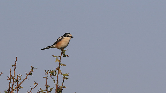Masked Shrike, Larnaca, July 2017