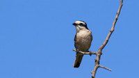 Masked Shrike, Larnaca, July 2017.