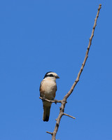 Masked Shrike, Larnaca, July 2017