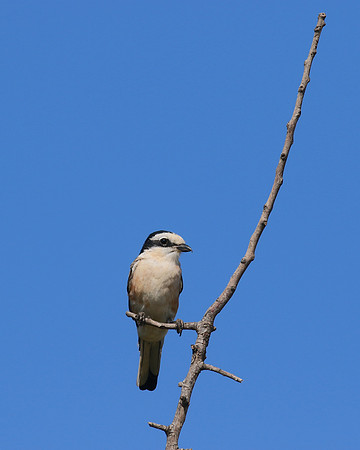 Masked Shrike, Larnaca, July 2017