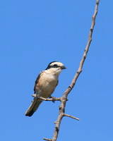 Masked Shrike, Larnaca, July 2017