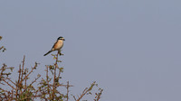Masked Shrike, Larnaca, July 2017