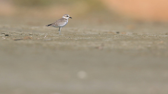 Kentish Plover, Larnaca, July 2017