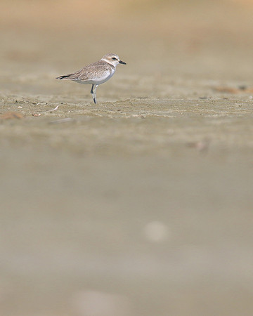 Kentish Plover, Larnaca, July 2017