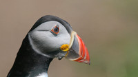 Puffin, Skomer, June 2017