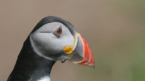Puffin, Skomer, June 2017