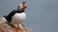 Puffin, Skomer, June 2017