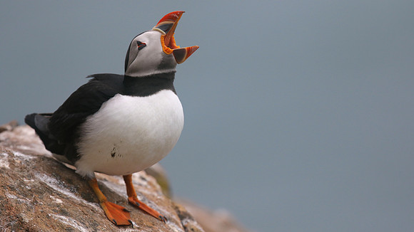Puffin, Skomer, June 2017