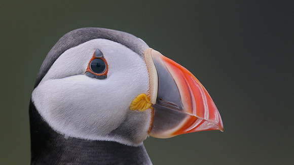 Puffin, Skomer, June 2017