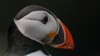 Puffin