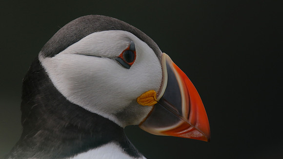 Puffin, Skomer, June 2017