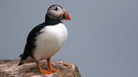 Puffin, Skomer, June 2017
