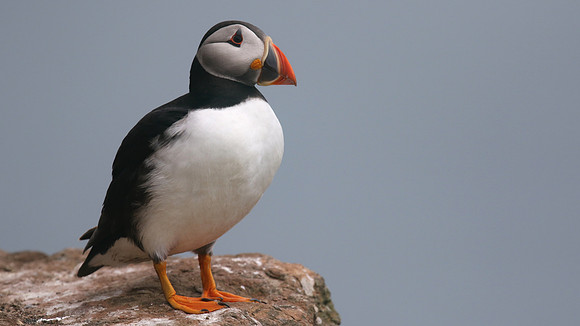 Puffin, Skomer, June 2017