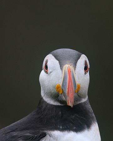 Puffin, Skomer, June 2017