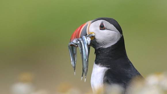 Puffin, Skomer, June 2017