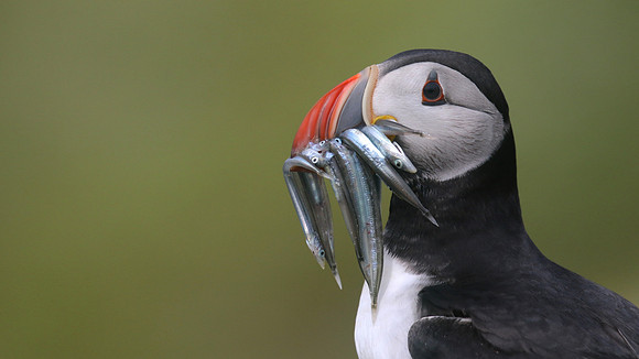 Puffin, Skomer, June 2017