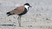 Spur-winged Lapwing, Oroklini, July 2017
