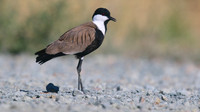 Spur-winged Lapwing, Oroklini, July 2017