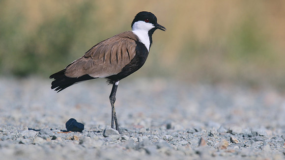 Spur-winged Lapwing, Oroklini, July 2017