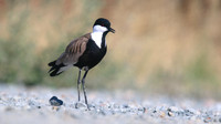 Spur-winged Lapwing, Oroklini, July 2017