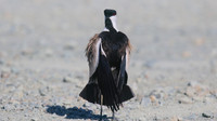 Spur-winged Lapwing, Oroklini, July 2017