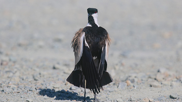 Spur-winged Lapwing, Oroklini, July 2017