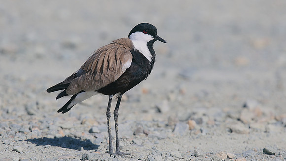 Spur-winged Lapwing, Oroklini, July 2017.