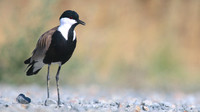 Spur-winged Lapwing, Oroklini, July 2017.