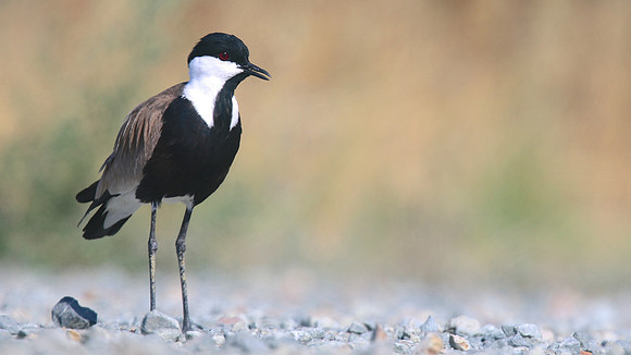 Spur-winged Lapwing, Oroklini, July 2017.