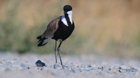 Spur-winged Lapwing, Oroklini, July 2017