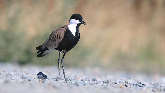 Spur-winged Lapwing, Oroklini, July 2017