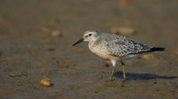 Red Knot