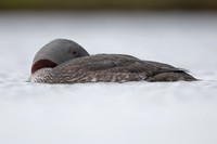 Red-throated Diver, Floi, Iceland, June 2022