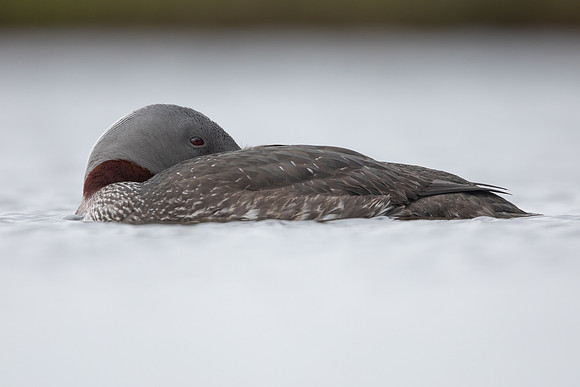 Red-throated Diver, Floi, Iceland, June 2022