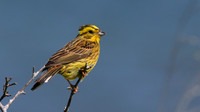 Yellowhammer