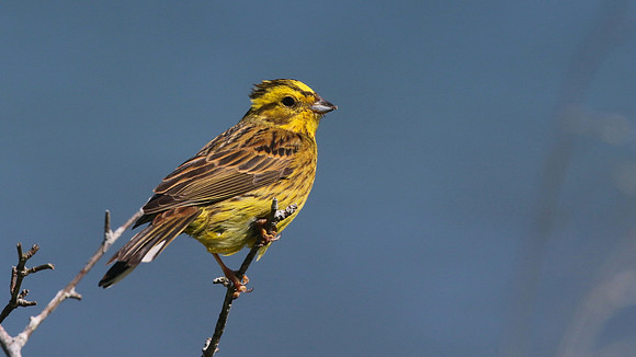 Yellowhammer, Rosemarkie, June 2016.